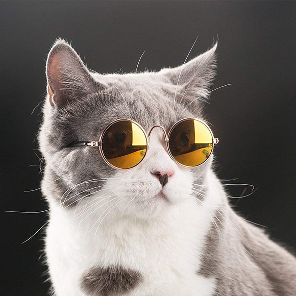 Lunettes pour votre chat