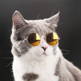 Lunettes pour votre chat